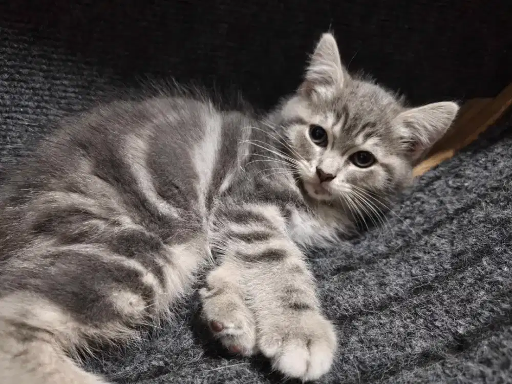Kucing Kitten Abu-Abu BSH Mix Ragdoll, Manja dan Aktif Usia 2 Bulan