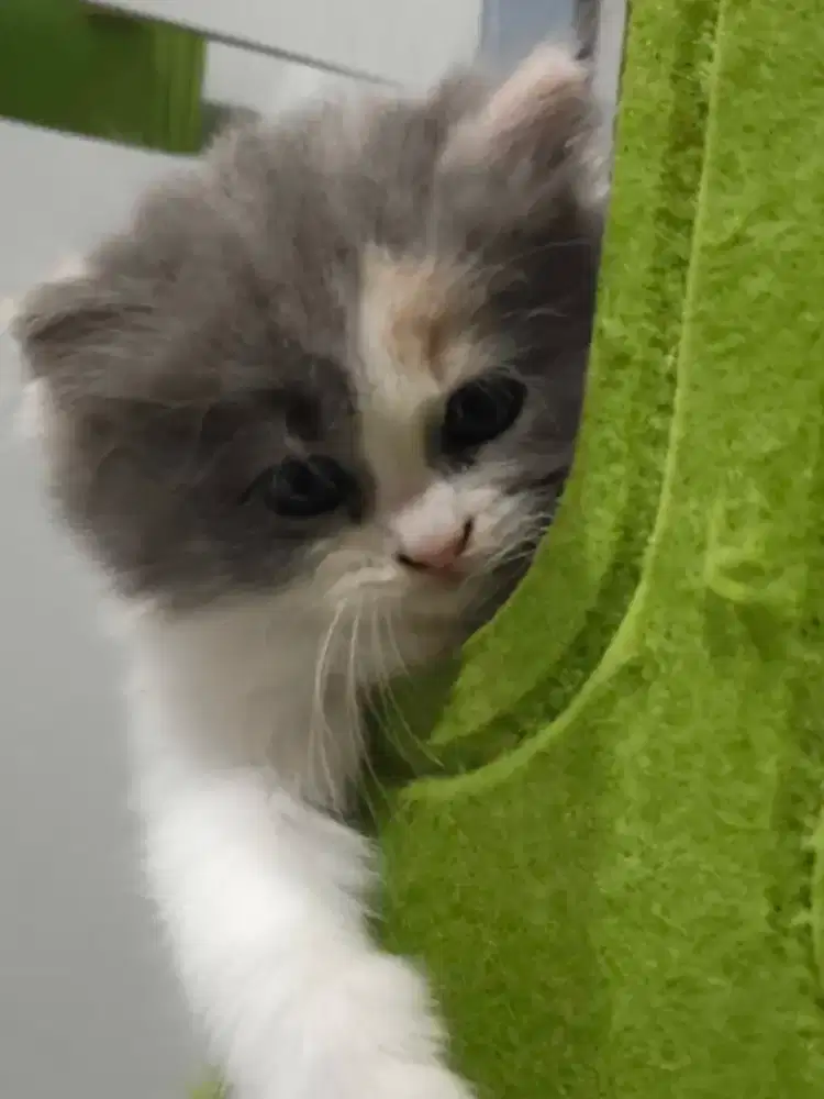 Kucing Kitten BSH Mix Ragdoll Bicolor Grey Cream Usia 2 Bulan