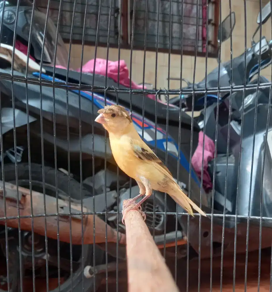 Burung kenari paud jantan