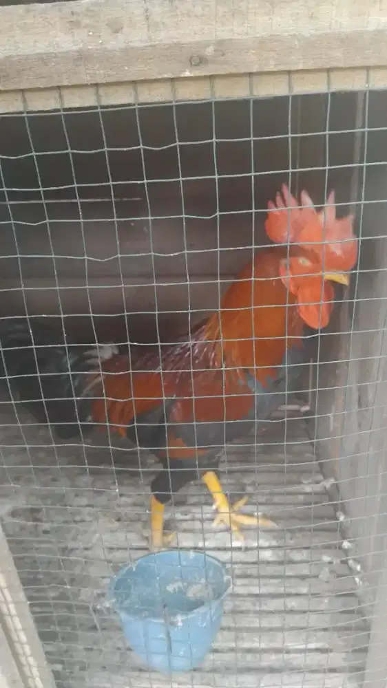 Ayam kampung jantan