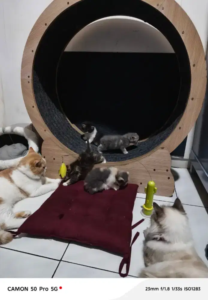 Cat Wheel / Treadmill Kucing Kayu Premium