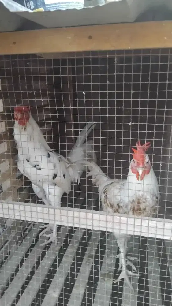 Ayam elba jantan