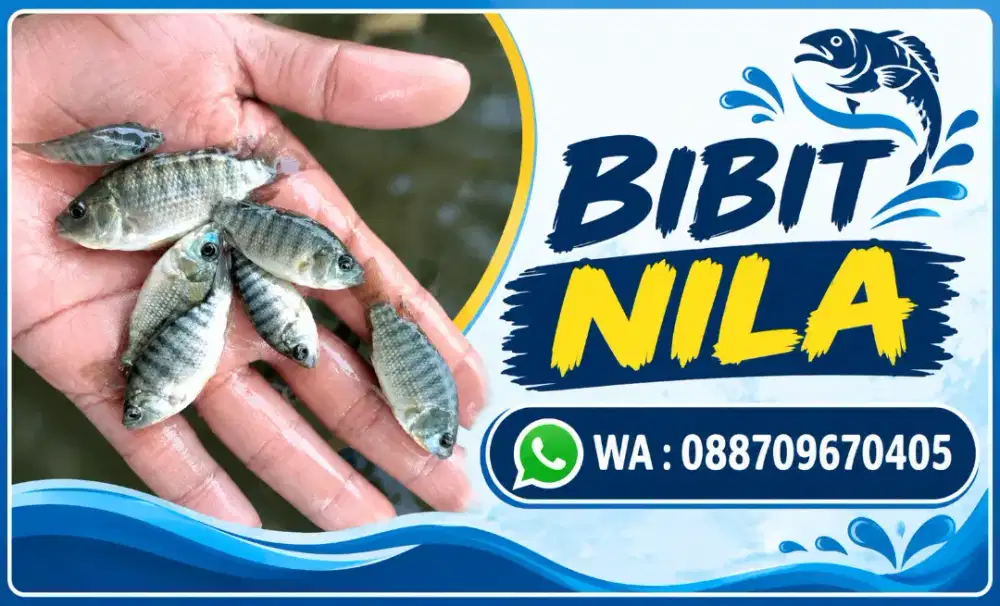 Bibit ikan nila mujaer