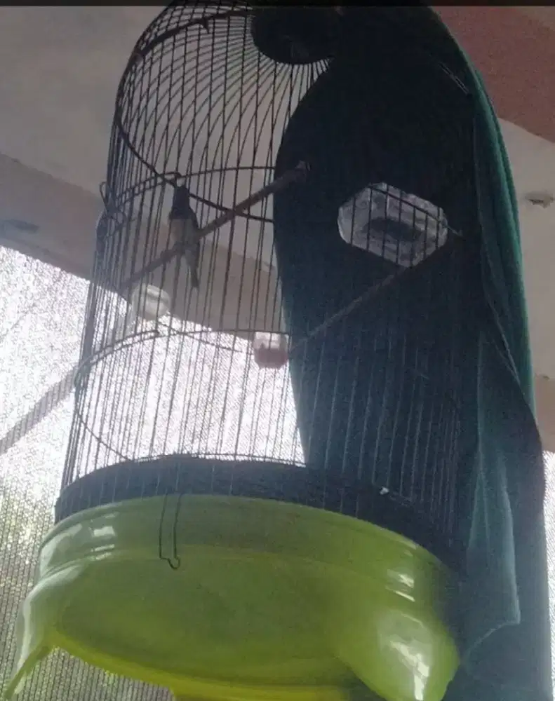 Burung Kolibri sogon gacor