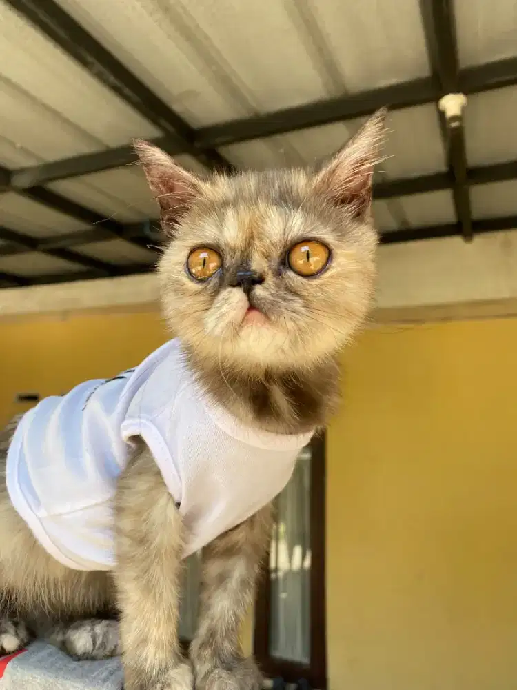 Kucing exotic 3 bulan