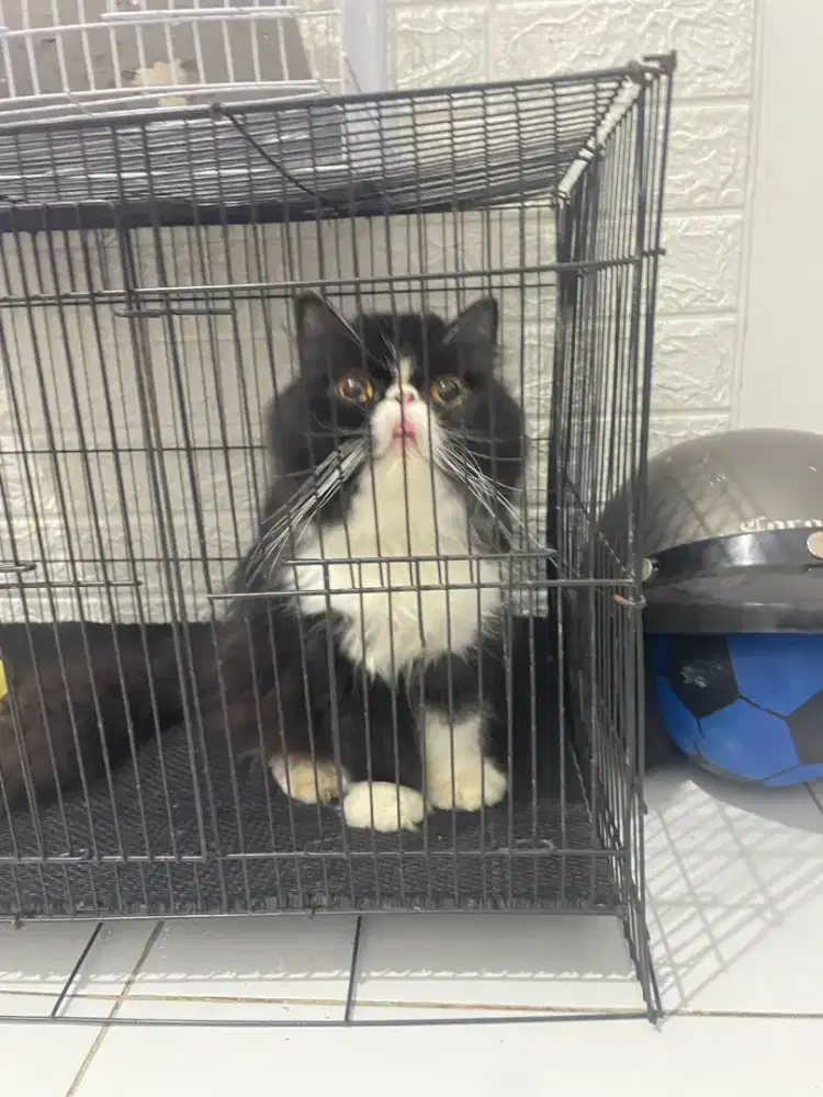 Peaknose kualitas bagus betina