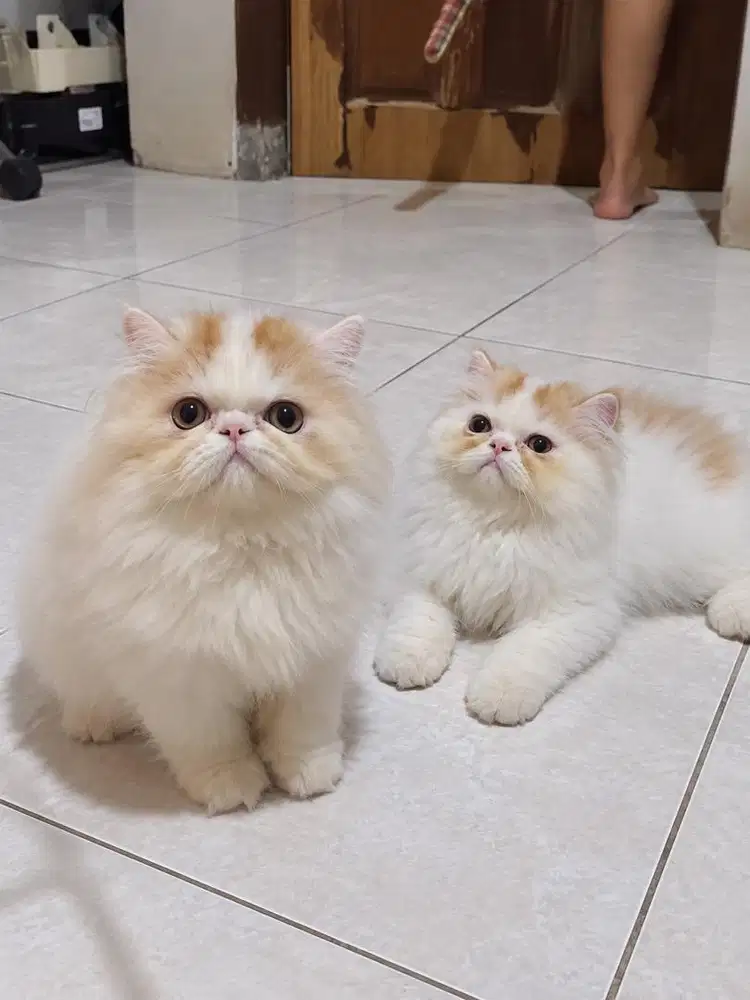 Kucing kitten persia peaknose