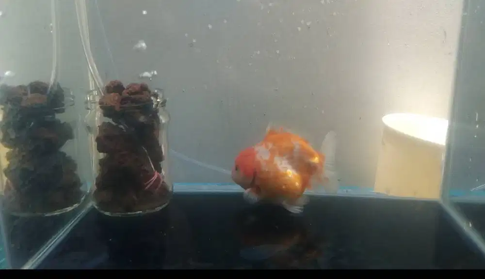 Oranda short tail 12 cm