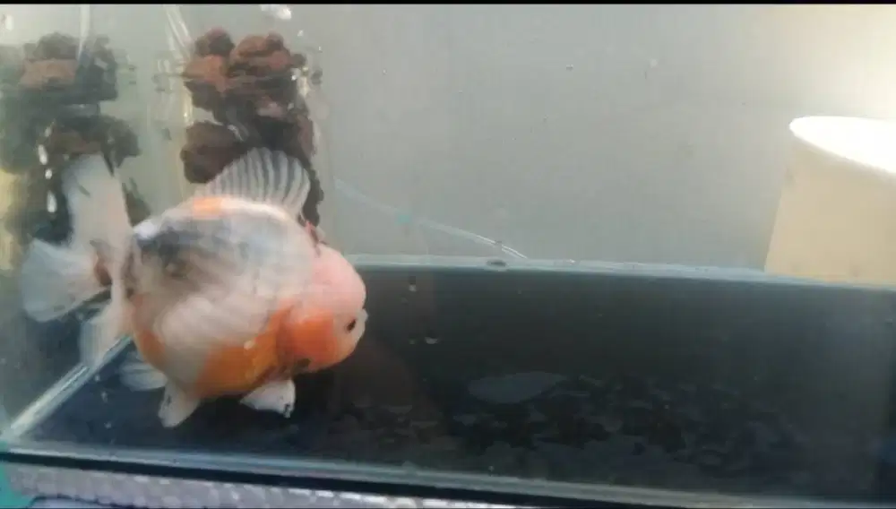 Oranda short tail 12 cm