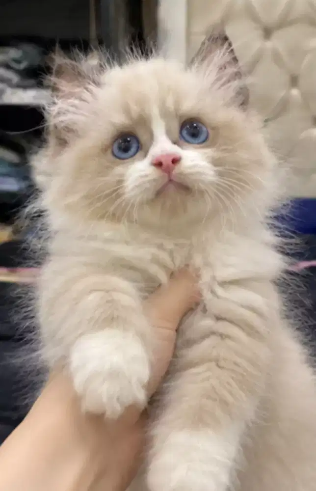 Kitten ragdoll line import