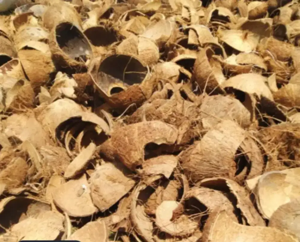 Batok kelapa kering