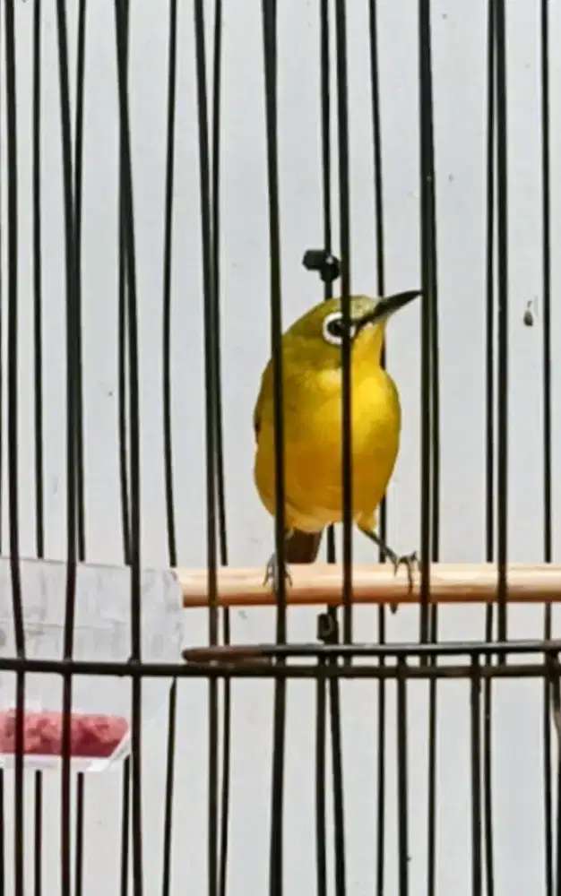 Burung kebon pemakan buah