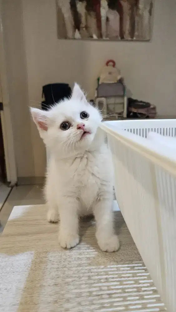 BSH FEMALE 2 MONTH ODD EYE