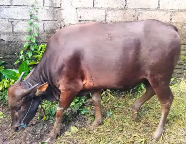 Tabungan sapi bali qurban 300kilo 3jt/bln 8x siap hewan kurban 2027 ok