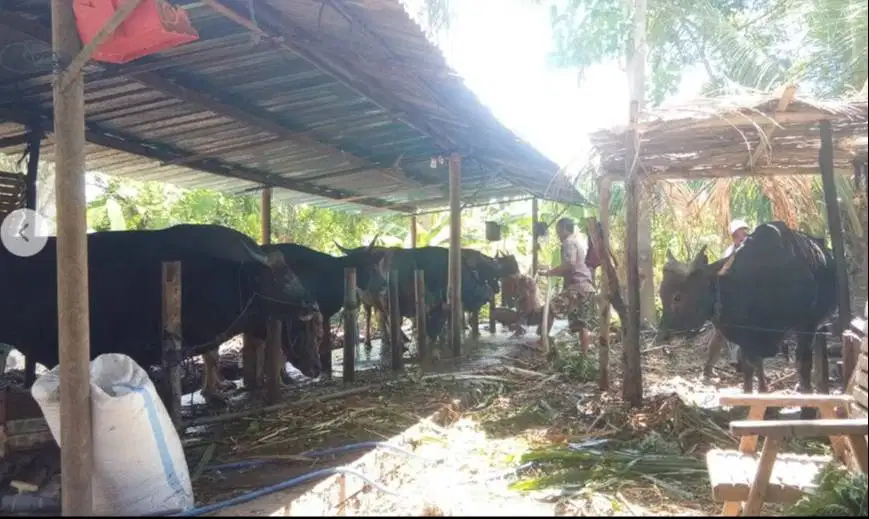 Tabungan sapi bali qurban 300kilo 3jt/bln 8x siap hewan kurban 2027 ok