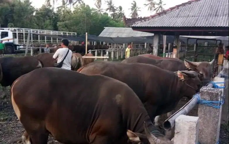 Tabungan sapi bali qurban 300kilo 3jt/bln 8x siap sapi kurban 2027 top