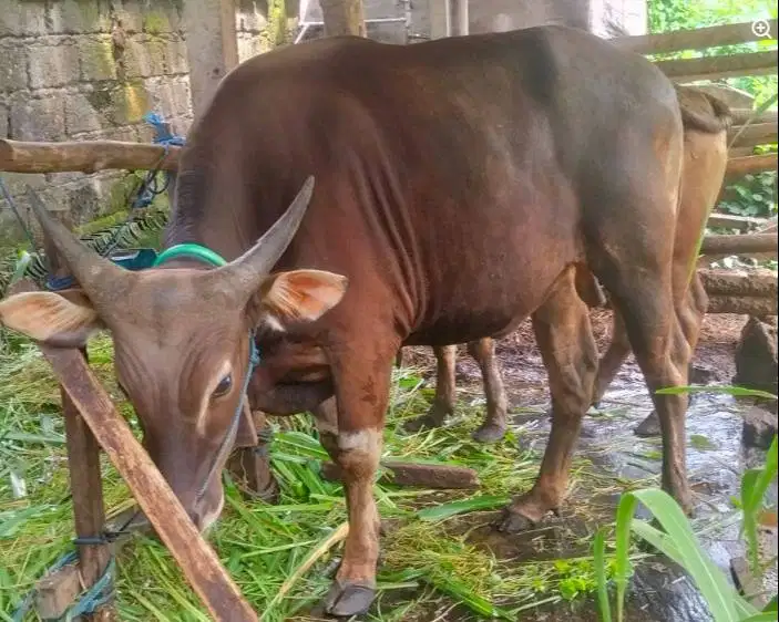 Tabungan sapi bali 300 kilo 3jt/bln 8x siap sapi kurban 2027 jamin top