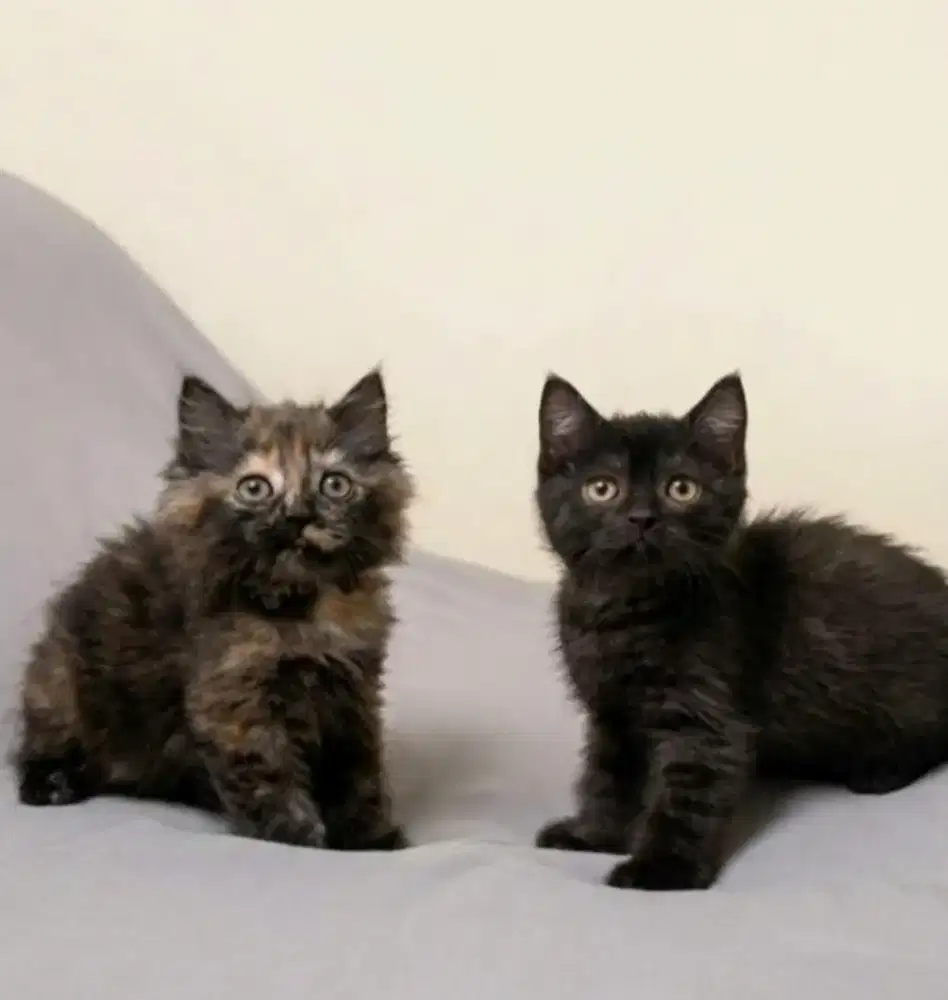 BSH Black Solid Jantan dan BLH Tortie Betina
