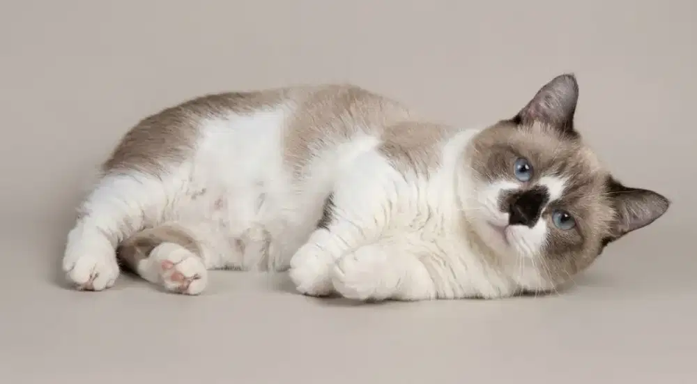 Munchkin Ragdoll Jantan