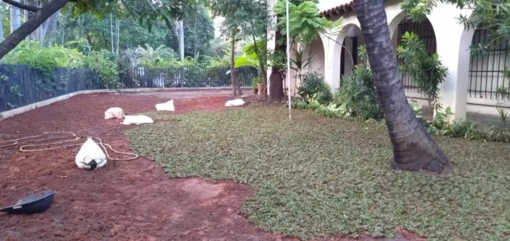 Rumput gajah mini harga termasuk ongkir dan jasa tanam 40.000/meter