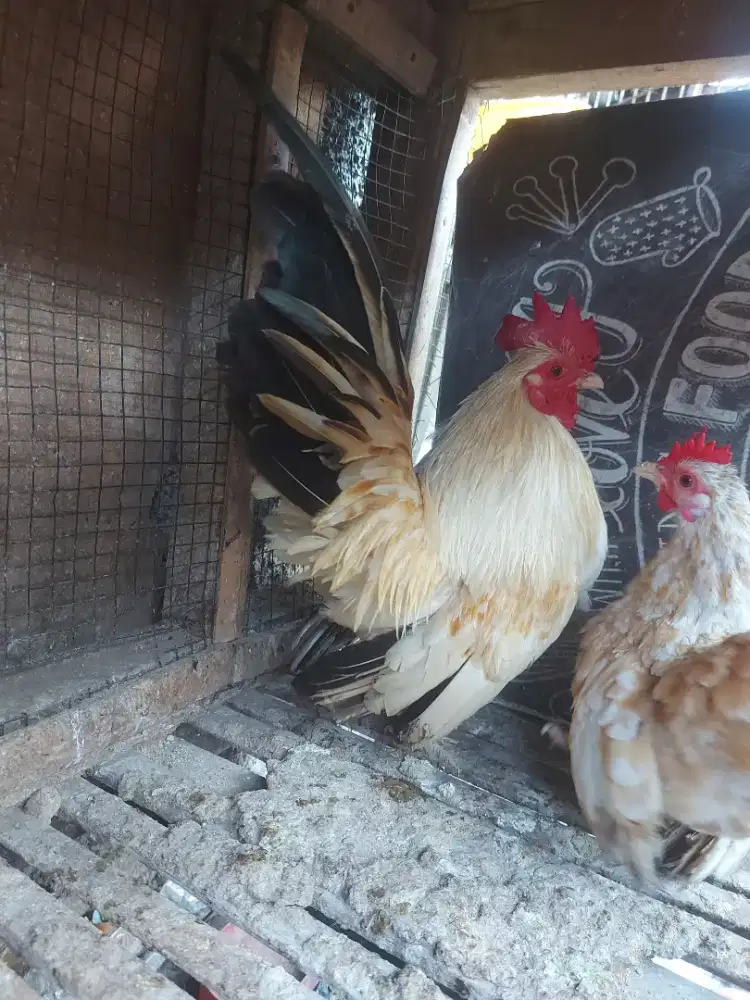 Ayam hias kerdil