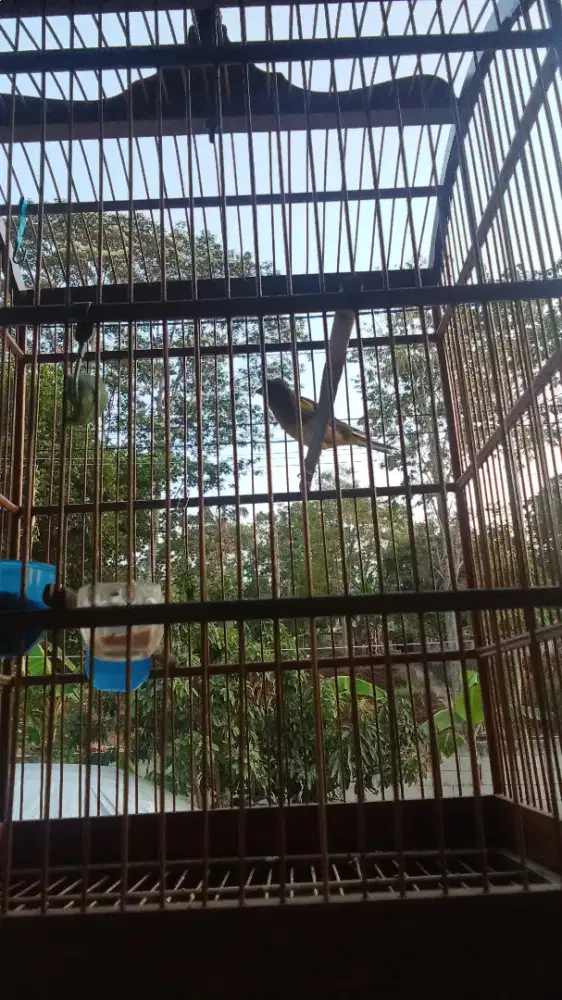 Kenari jambul dan ciblek gunung