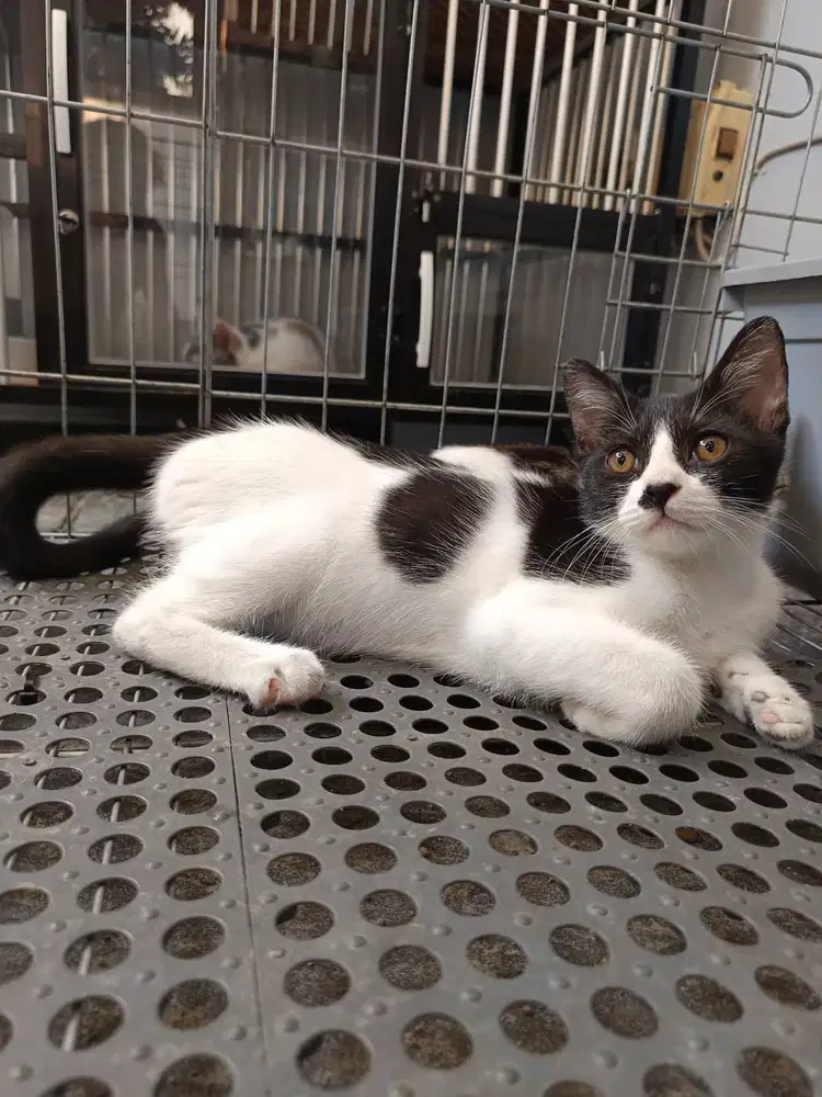 british shorthair bsh black bicolor tuxedo jantan line ped