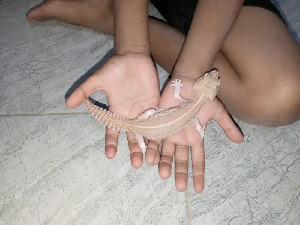 Reptil geko jual cepat