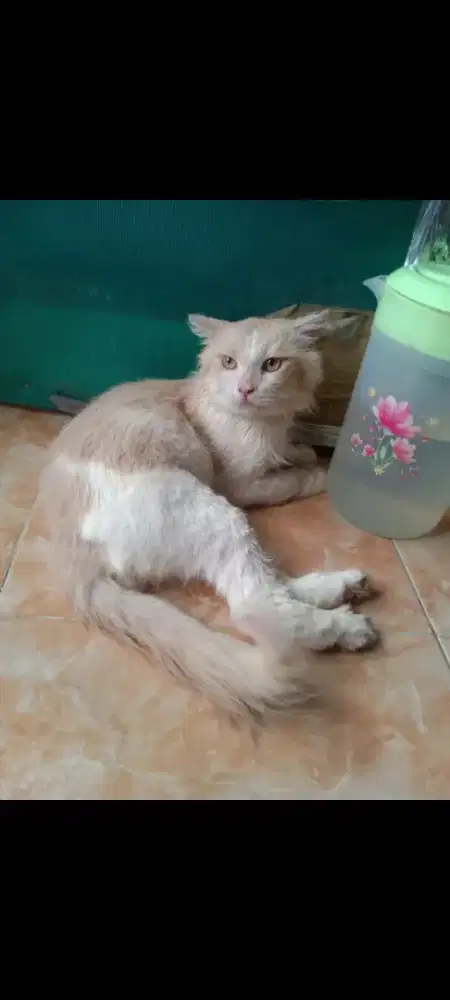Kucing Persia jantan siap lepas adopsi