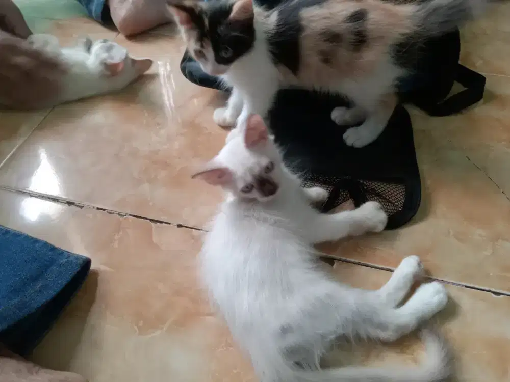 Kitten himalaya dan Persia campuran umur 3 bln