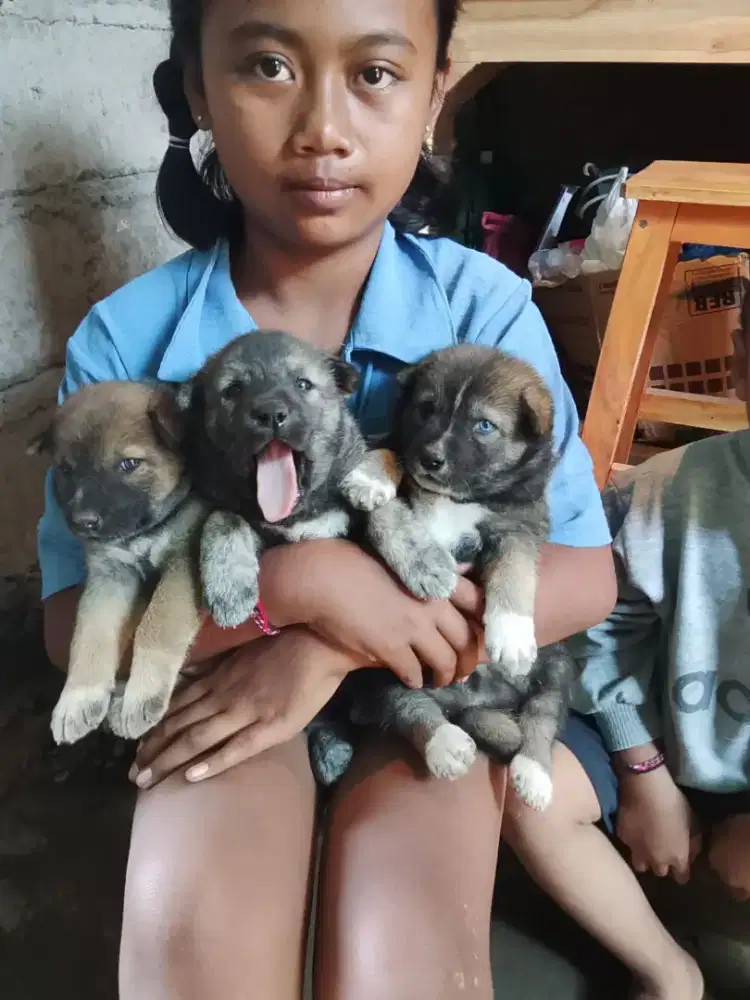 Anak anjing Husky mix  umur 1bulan