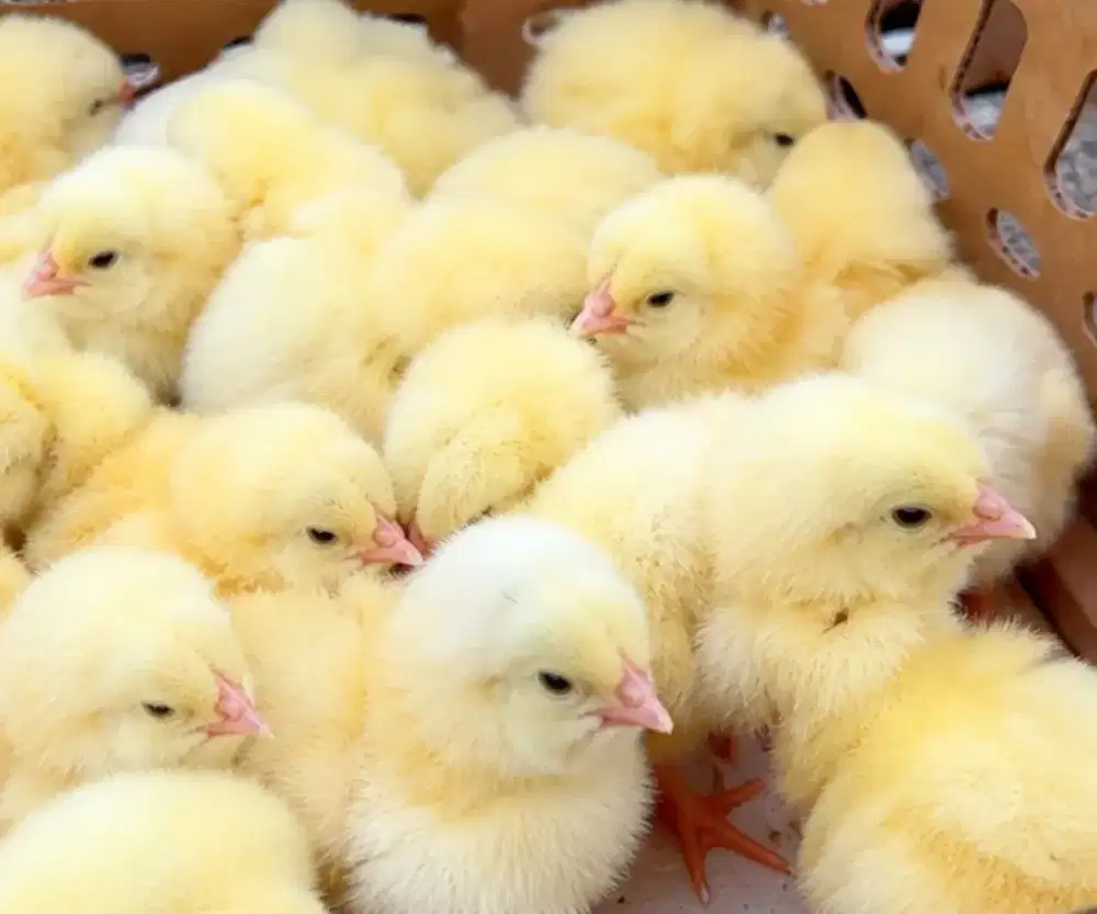 JUAL AYAM BROILER SUPER PEDAGING