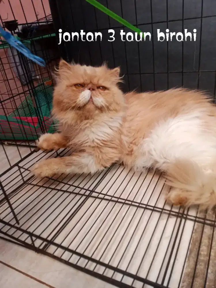Kucing peaknose jantan