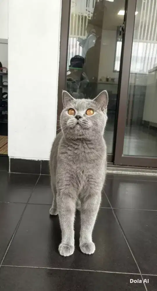 Bsh pure warna abu tortie  usia 1 tahun up