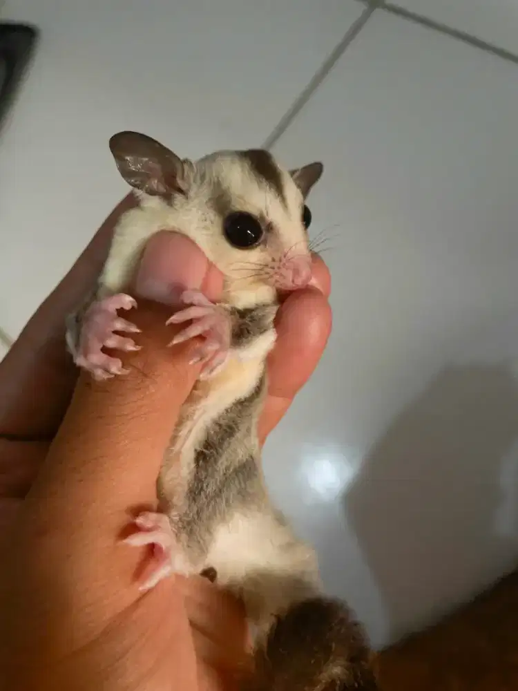 SUGAR GLIDER SEPASANG