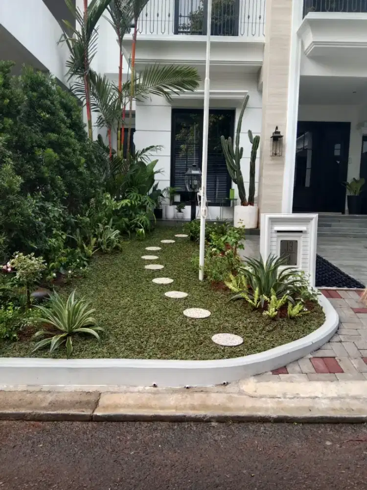 Rumput gajah mini harga termasuk ongkir dan jasa tanam 40.000/meter