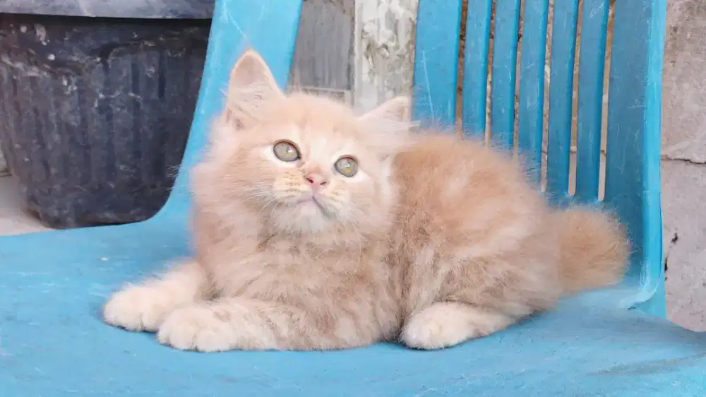 Kucing persia kitten