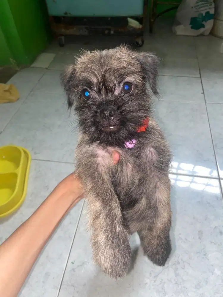 Anjing pug mix maltipo