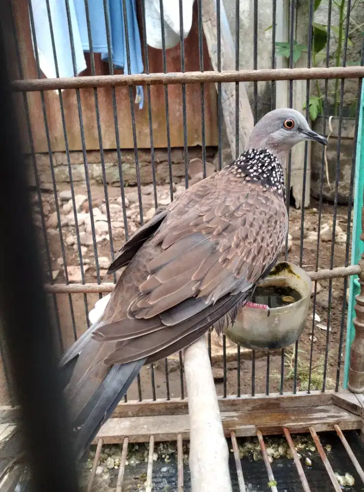 Burung derkuku sepasang