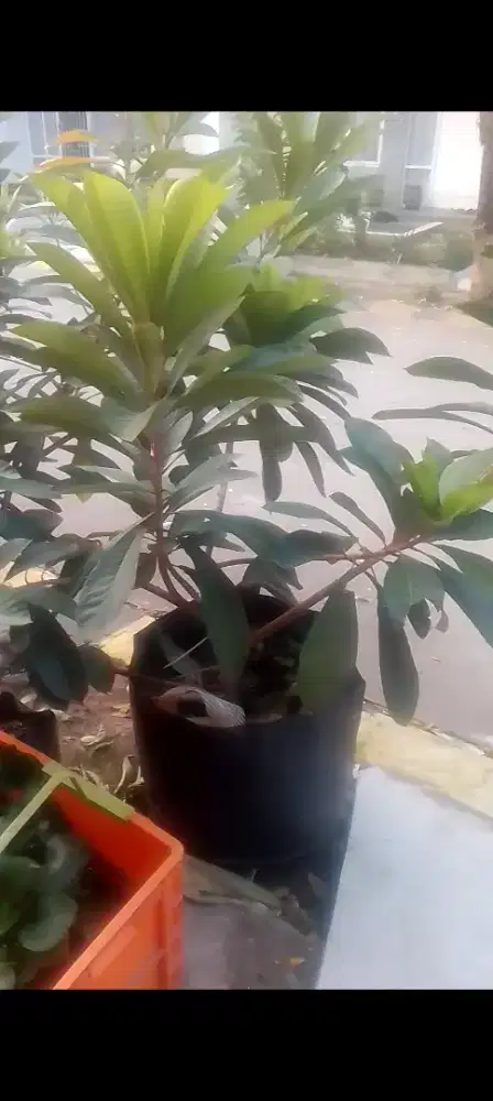 Tanaman Memey Sapote Keywest Dan Lorito