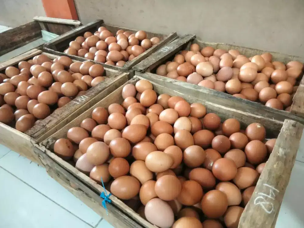 Grosir & Eceran Telur Ayam