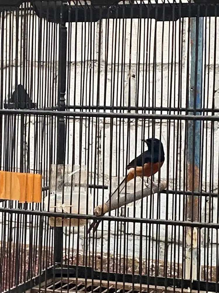 Burung Murai Batu Jantan Ring