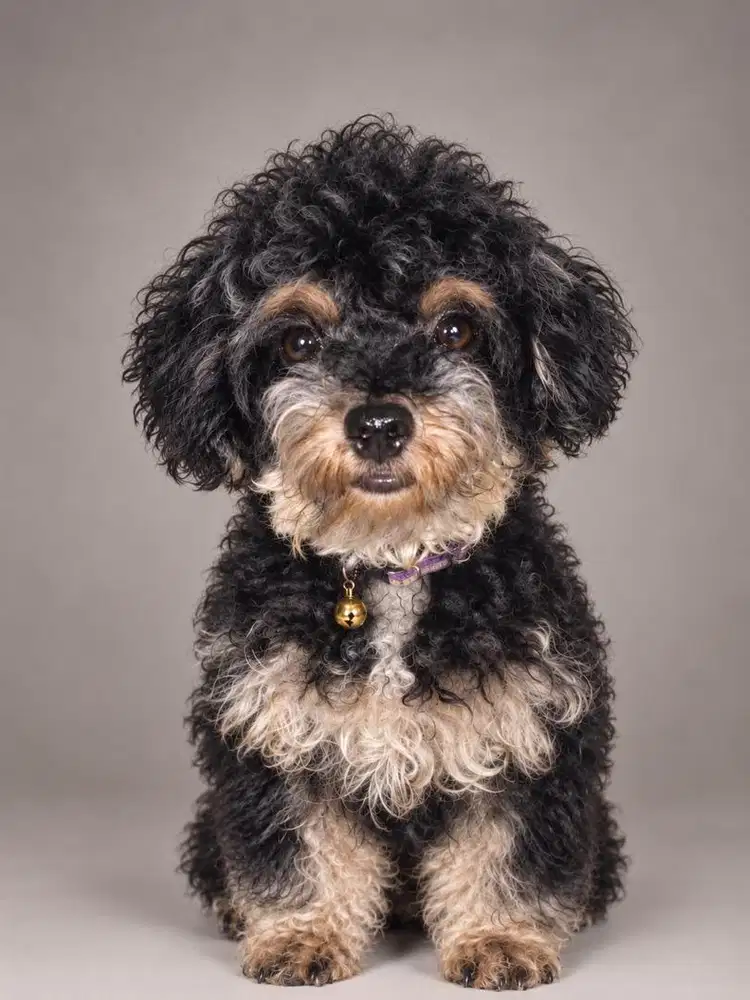 Anjing mini poodle phantom