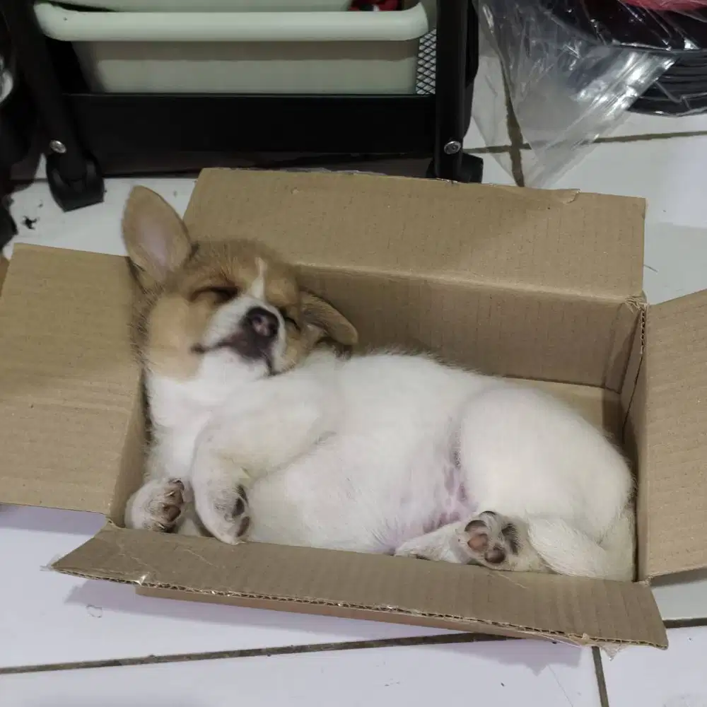 Jual anjing chihuahua mix umur 1 bulan 3 minggu cow cew lucu lucu