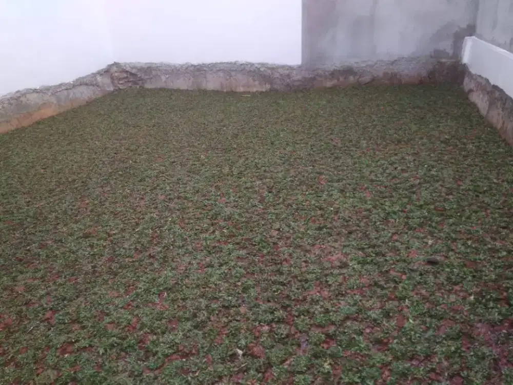Rumput gajah mini harga termasuk ongkir dan jasa tanam 40.000/meter