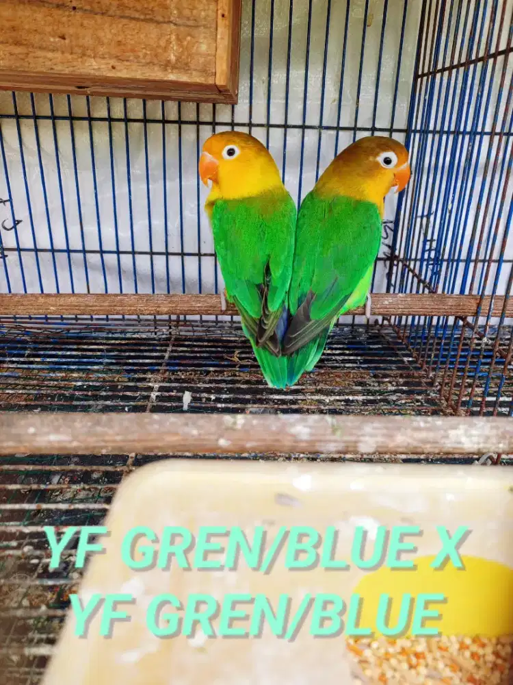 Jual burung lovebird