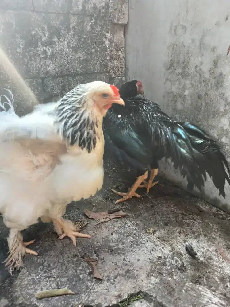 Ayam bangkok kumbang hitam dan ayam brahma