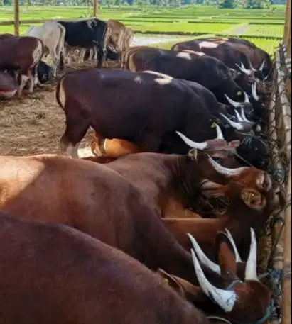 Tabungan sapi bali qurban 2027 3jt/bln 8x 300kiloan siap hewan kurban