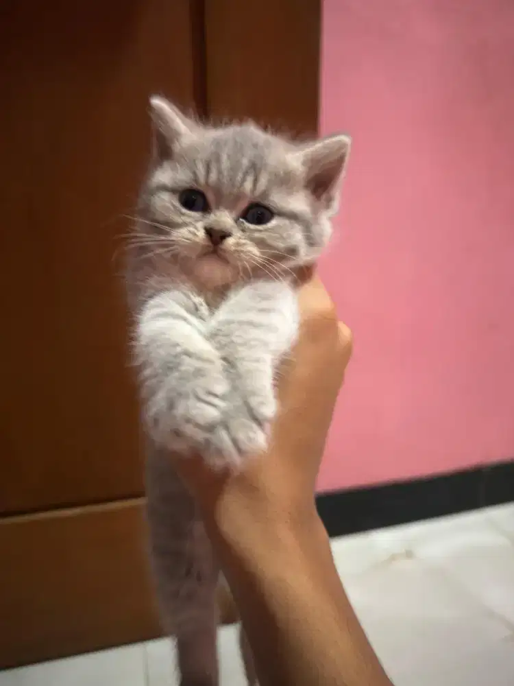 Pure Silver BSH