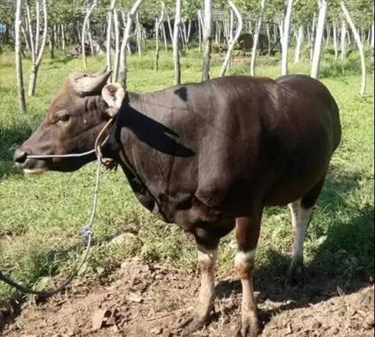 Tabungan sapi bali qurban 300kilo 3jt/bln 8x siap hewan kurban 2027 ok